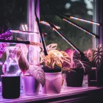 Advantage Of Growing Indoor Plants Healthily With Grow Lights