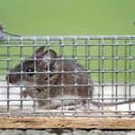Mouse-Free Living: How Professional Exterminators Achieve Complete Rodent Nest Eradication