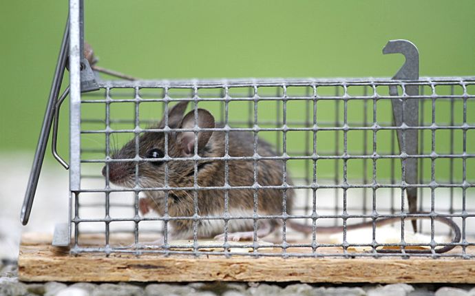 Mouse-Free Living: How Professional Exterminators Achieve Complete Rodent Nest Eradication