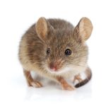 Proven Pest Control Strategies: Prevention and Management Made Easy